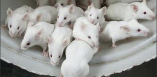 Arrestan a un hombre en Nueva York por mantener unas 300 ratas como mascotas